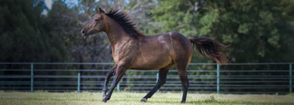 Clinton-Anderson-Presents_Gun-Shy