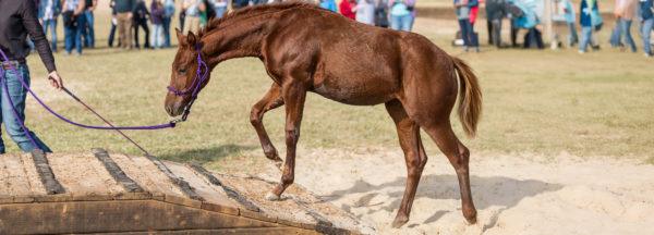 Broaden-Young-Horses-Education